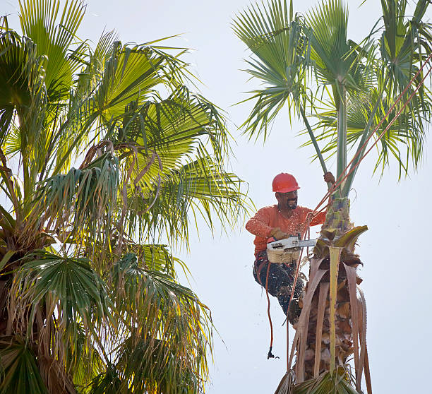 Best Palm Tree Trimming  in Roanoke, IL